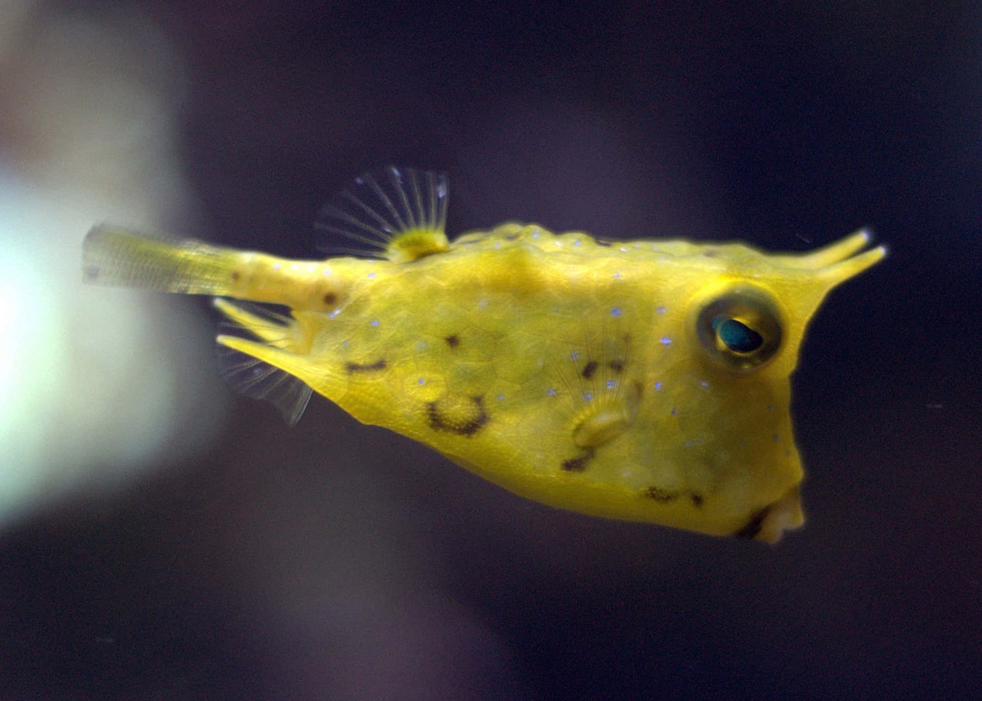 Download Yellow Cowfish Swimming Wallpaper | Wallpapers.com