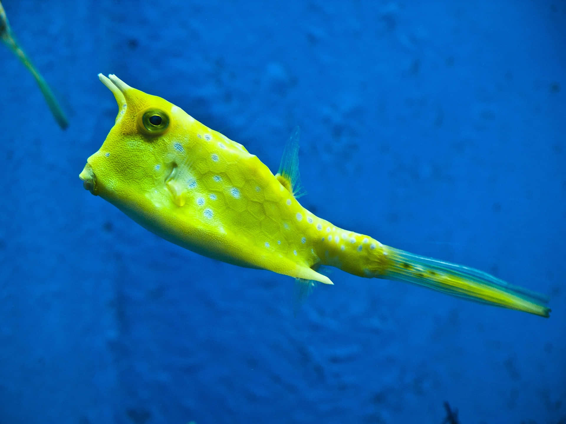 Yellow Cowfish Underwater Wallpaper