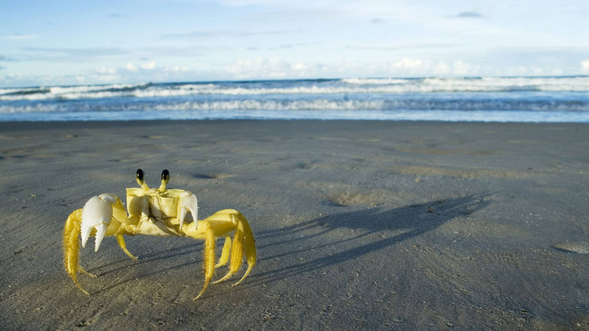 Gul krabbe i strand sand tapet Wallpaper