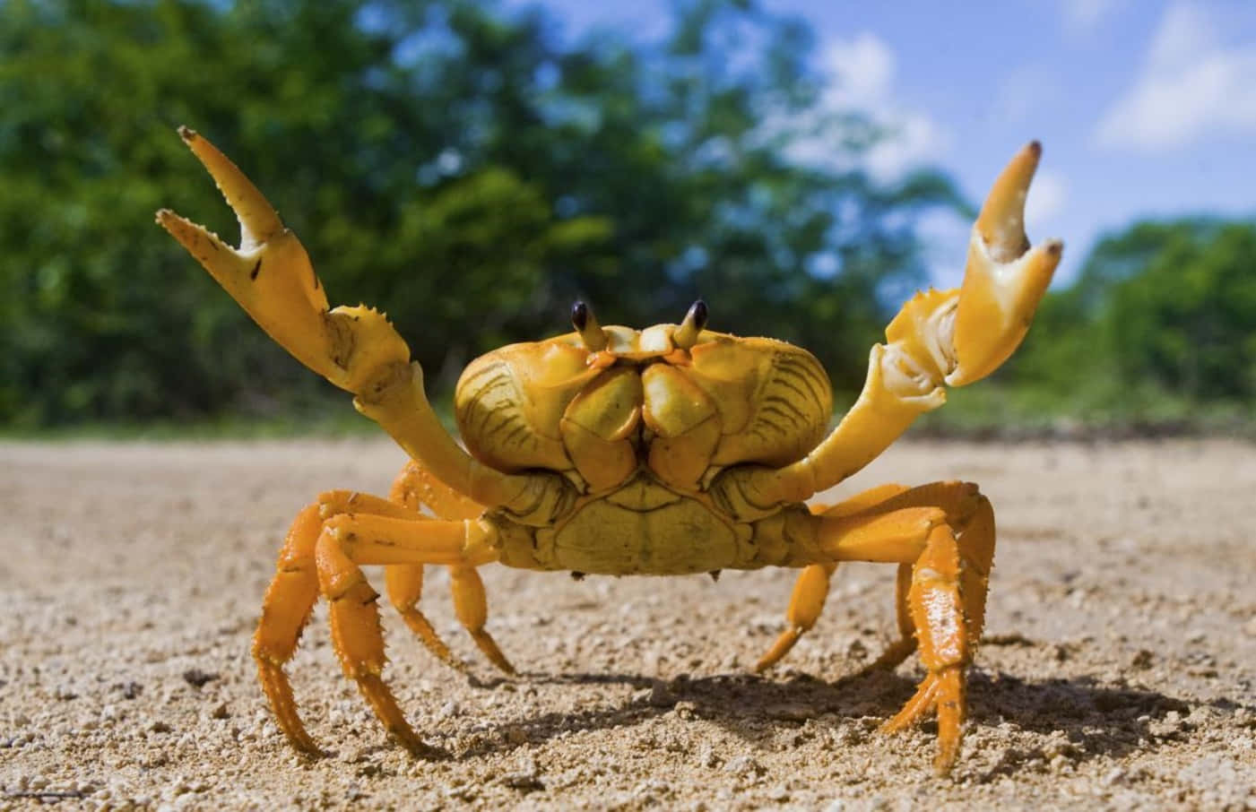 Yellow Crab On Sand Wallpaper