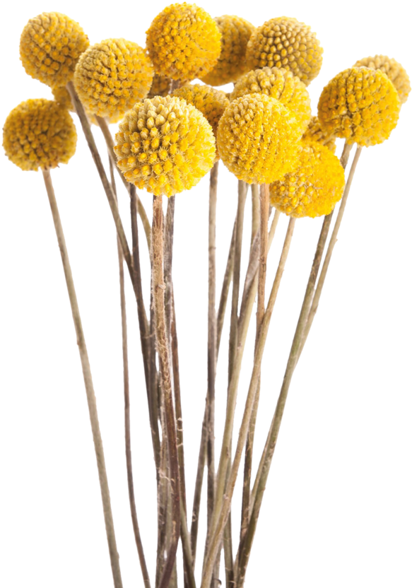 Yellow Craspedia Dried Flowers PNG