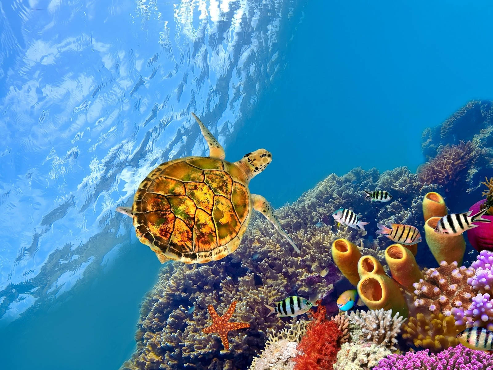 Yellow Cute Turtle With Coral Reef Wallpaper