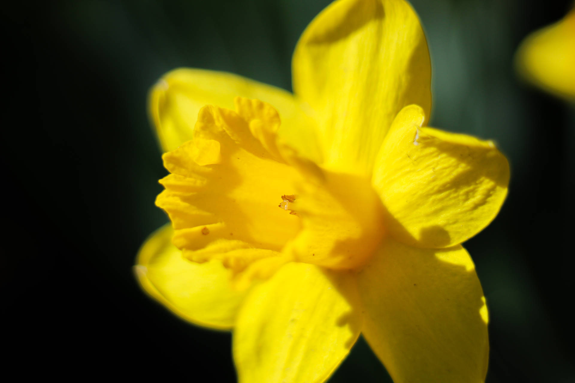 Yellow Daffodil Close Up Shot