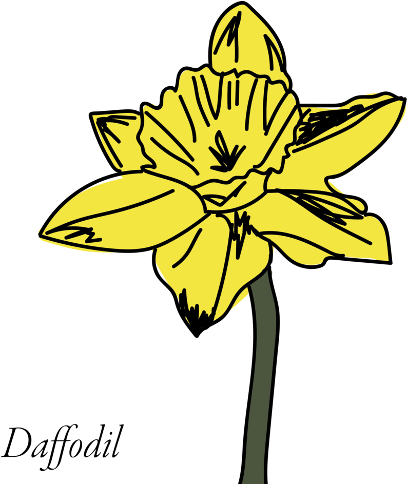 Yellow Daffodil Illustration PNG