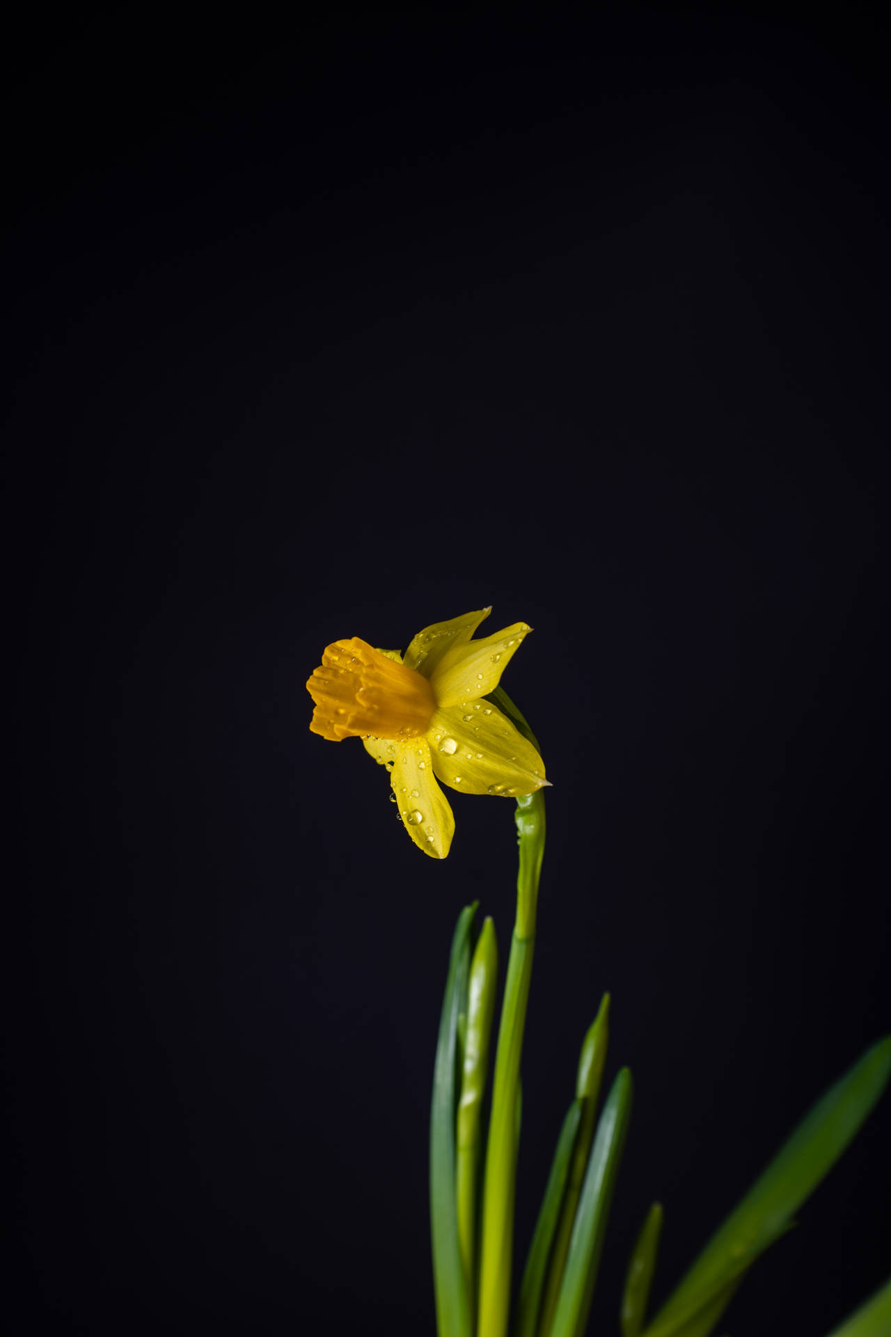 Yellow Daffodil In Black Backdrop