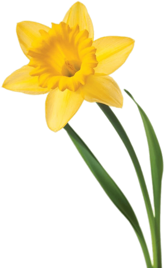 Yellow Daffodil Isolated Background PNG