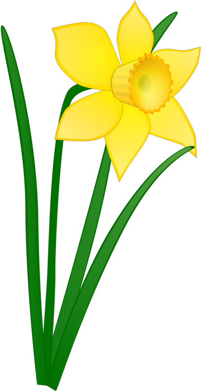 Yellow Daffodil Vector Illustration PNG