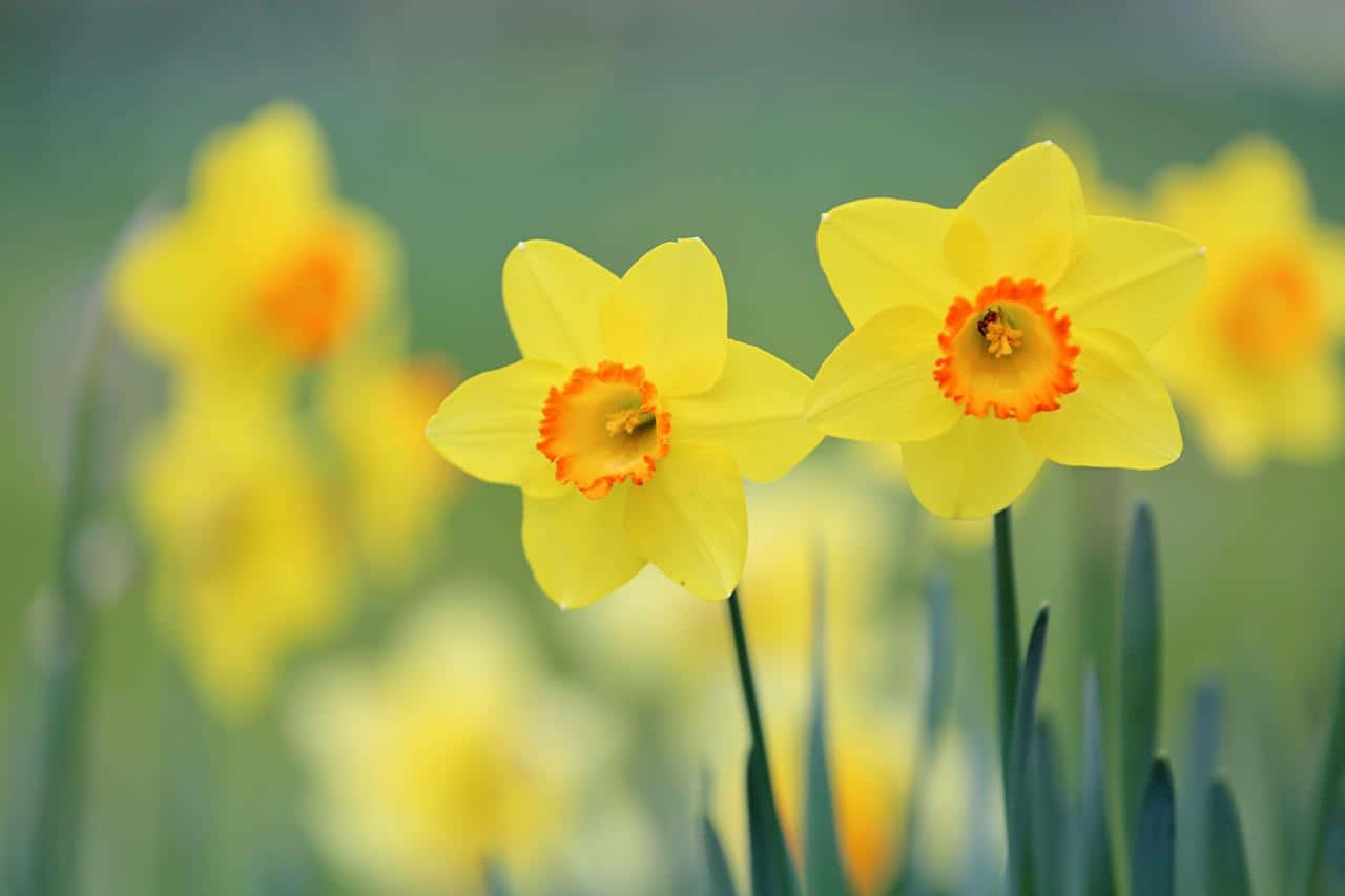 Vibrant Yellow Daffodils Blooming in a Garden Wallpaper