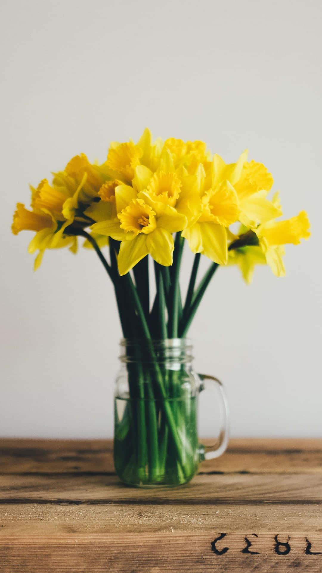 Lyse Og Vakre Gule Påskeliljer I Full Blomstring Bakgrunnsbildet