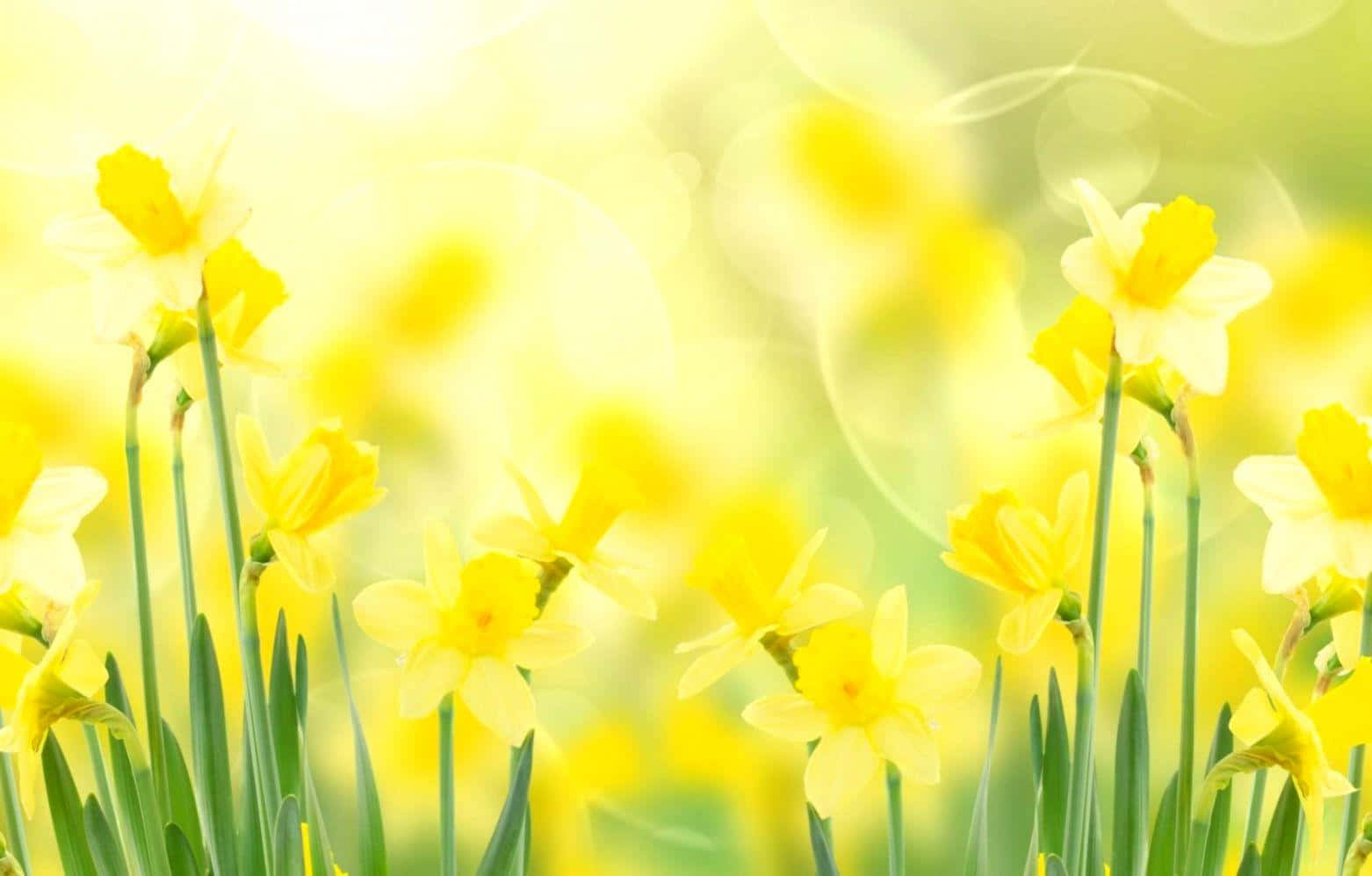 Vibrant Yellow Daffodils Blooming in a Lush Garden Wallpaper