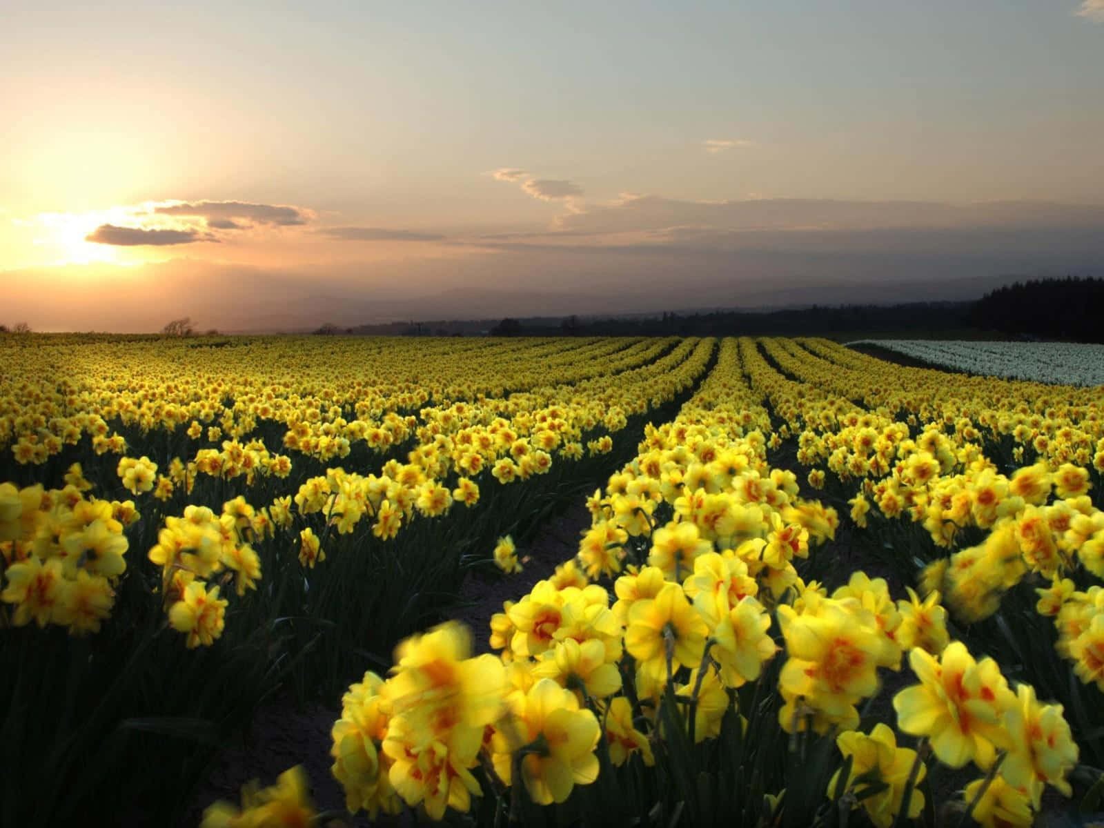 [imagende Hermosos Narcisos Amarillos En Plena Floración] Fondo de pantalla