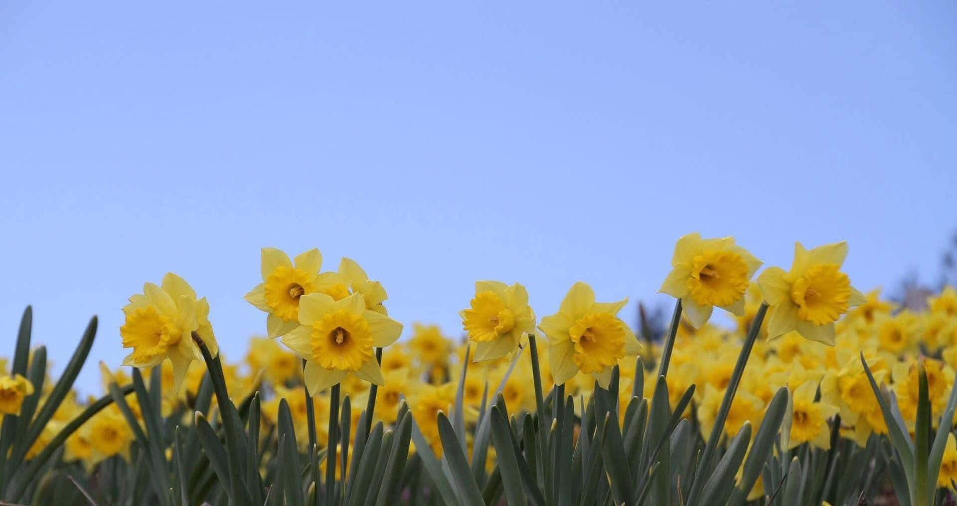 Fengslende Gule Påskeliljer I Full Blomst Bakgrunnsbildet