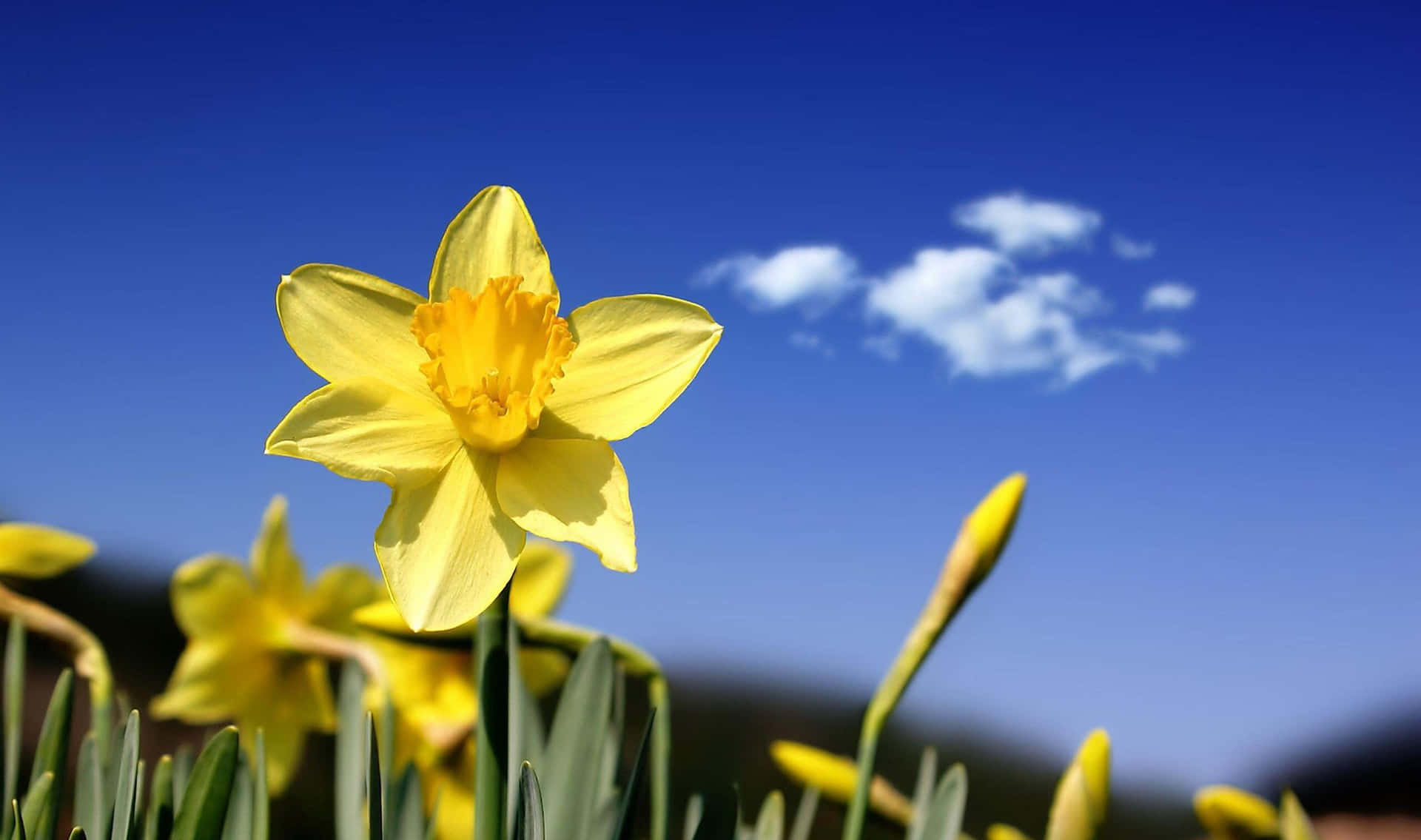 "Bright Yellow Daffodils in a Field" Wallpaper