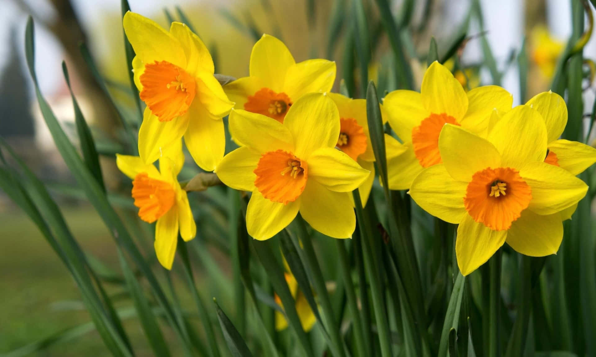 Vibrant Yellow Daffodils Blooming in a Sunny Garden Wallpaper