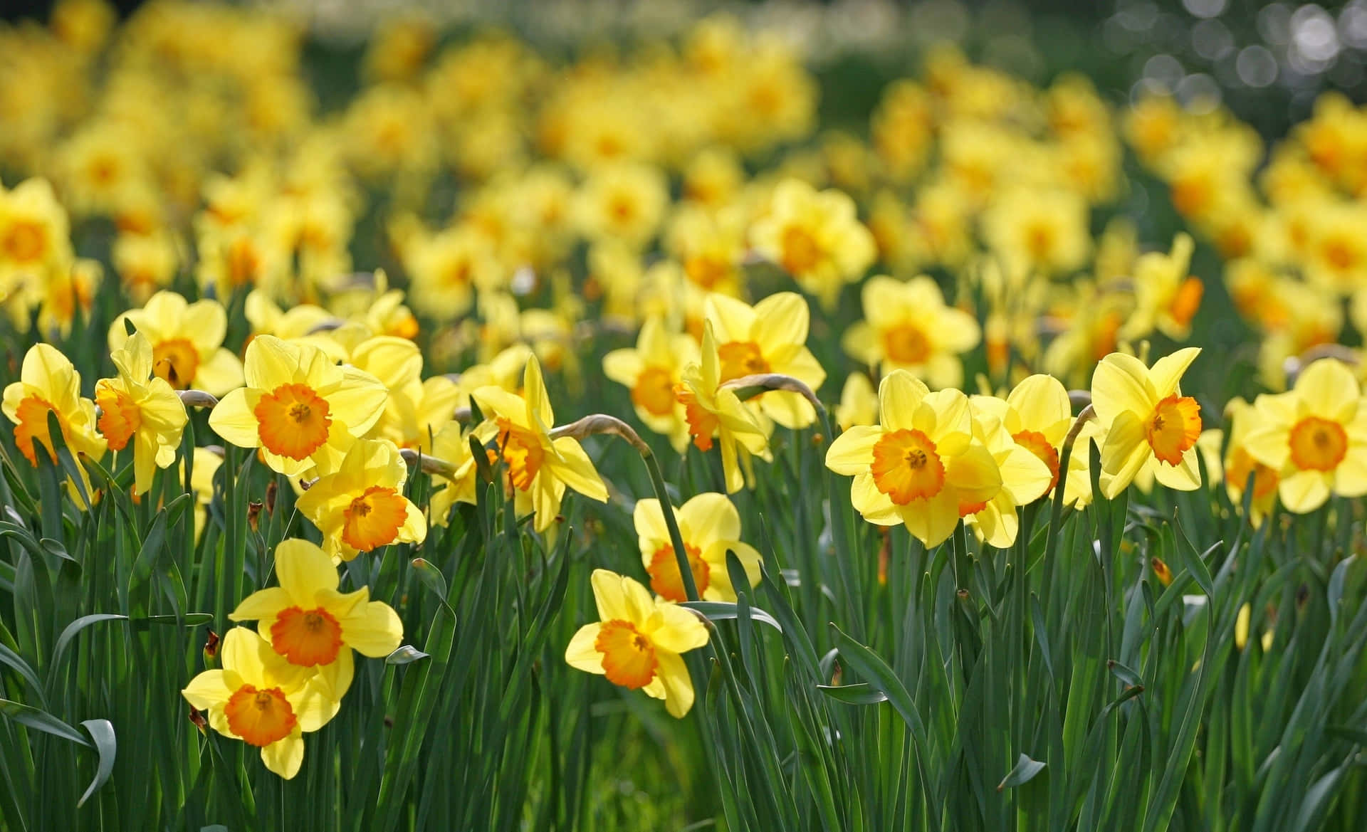 Vibrant Yellow Daffodils in a Garden Wallpaper