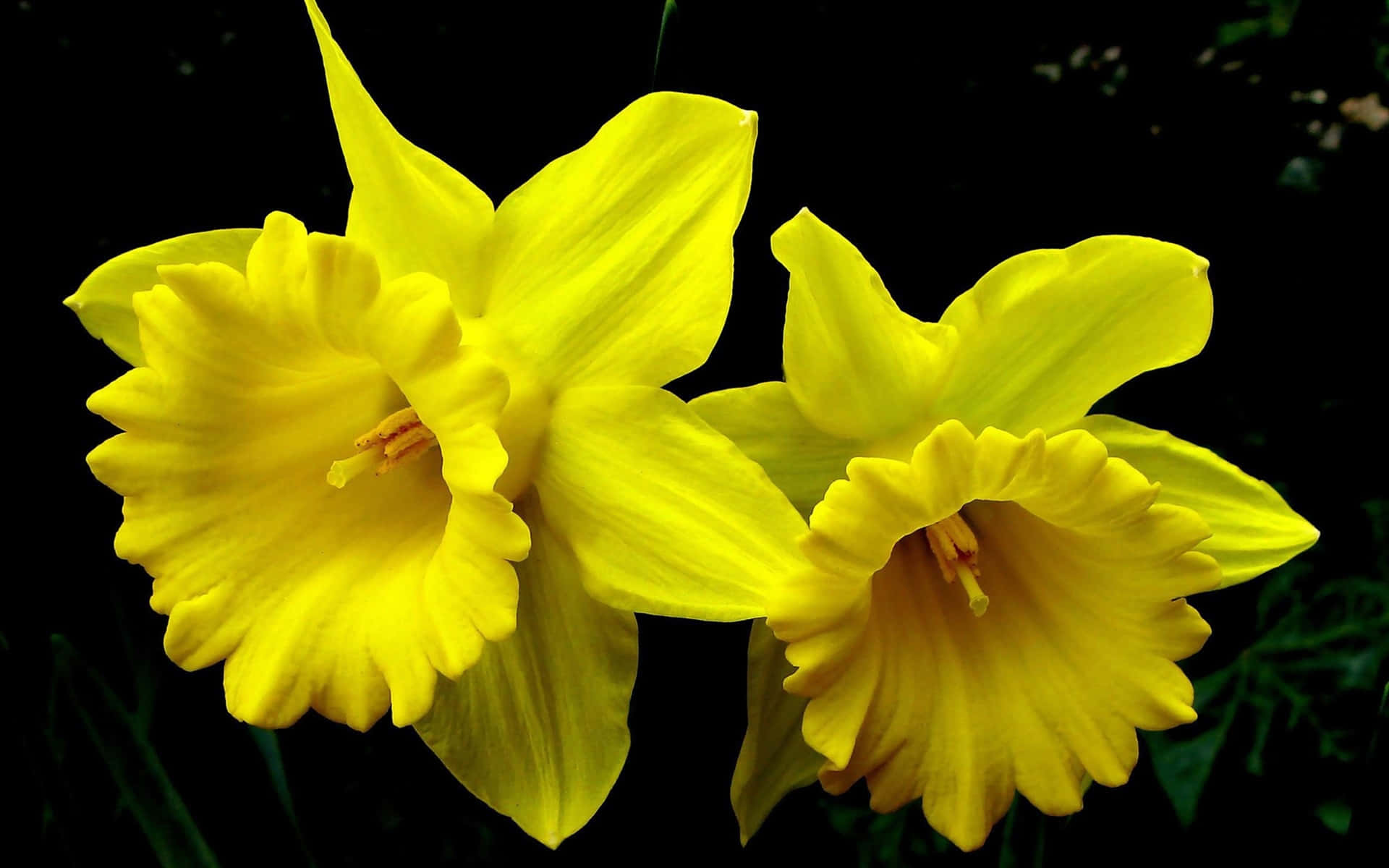 Radiant Yellow Daffodils in Full Bloom Wallpaper