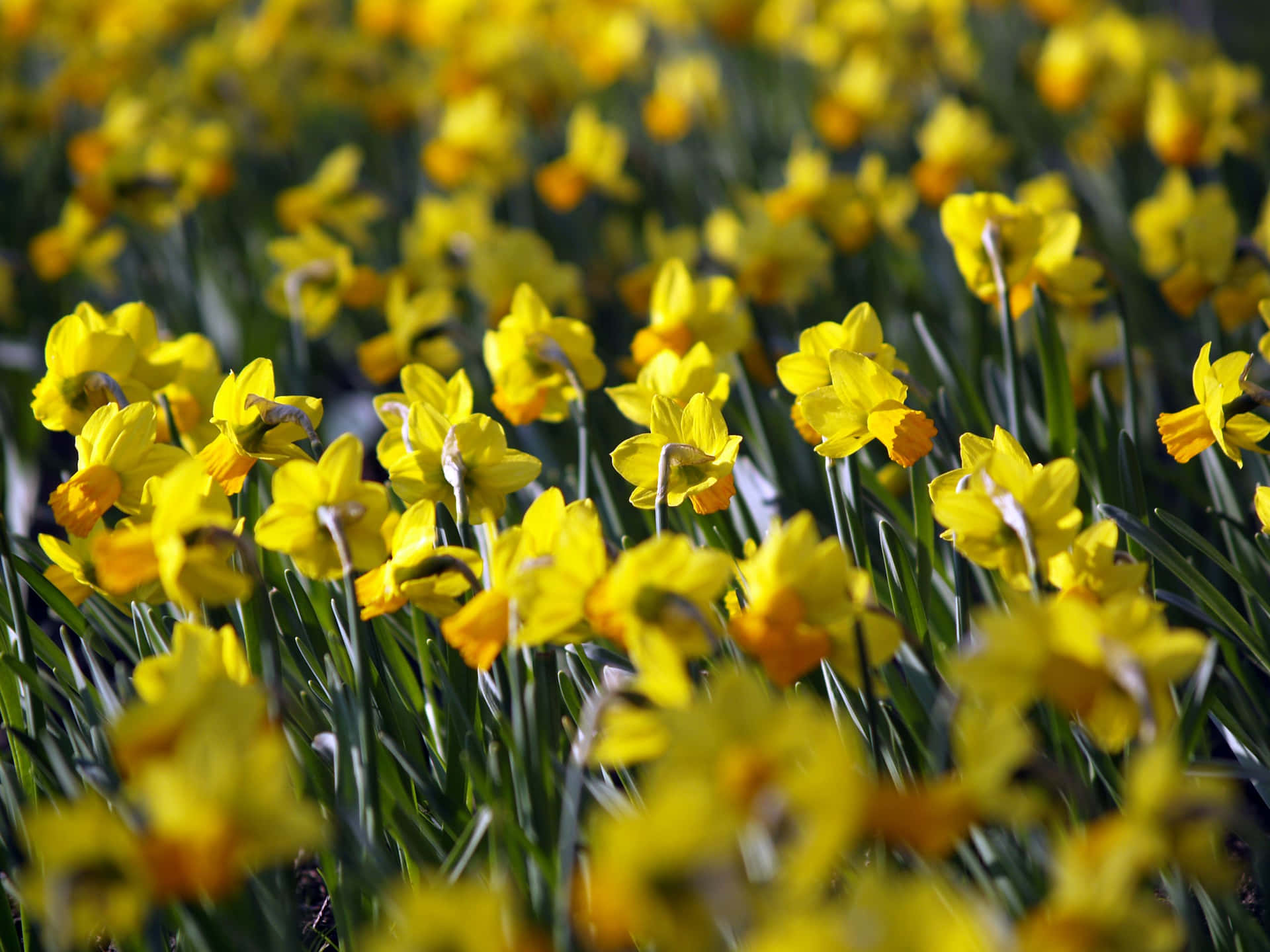 Caption: Beautiful Yellow Daffodils in Bloom Wallpaper