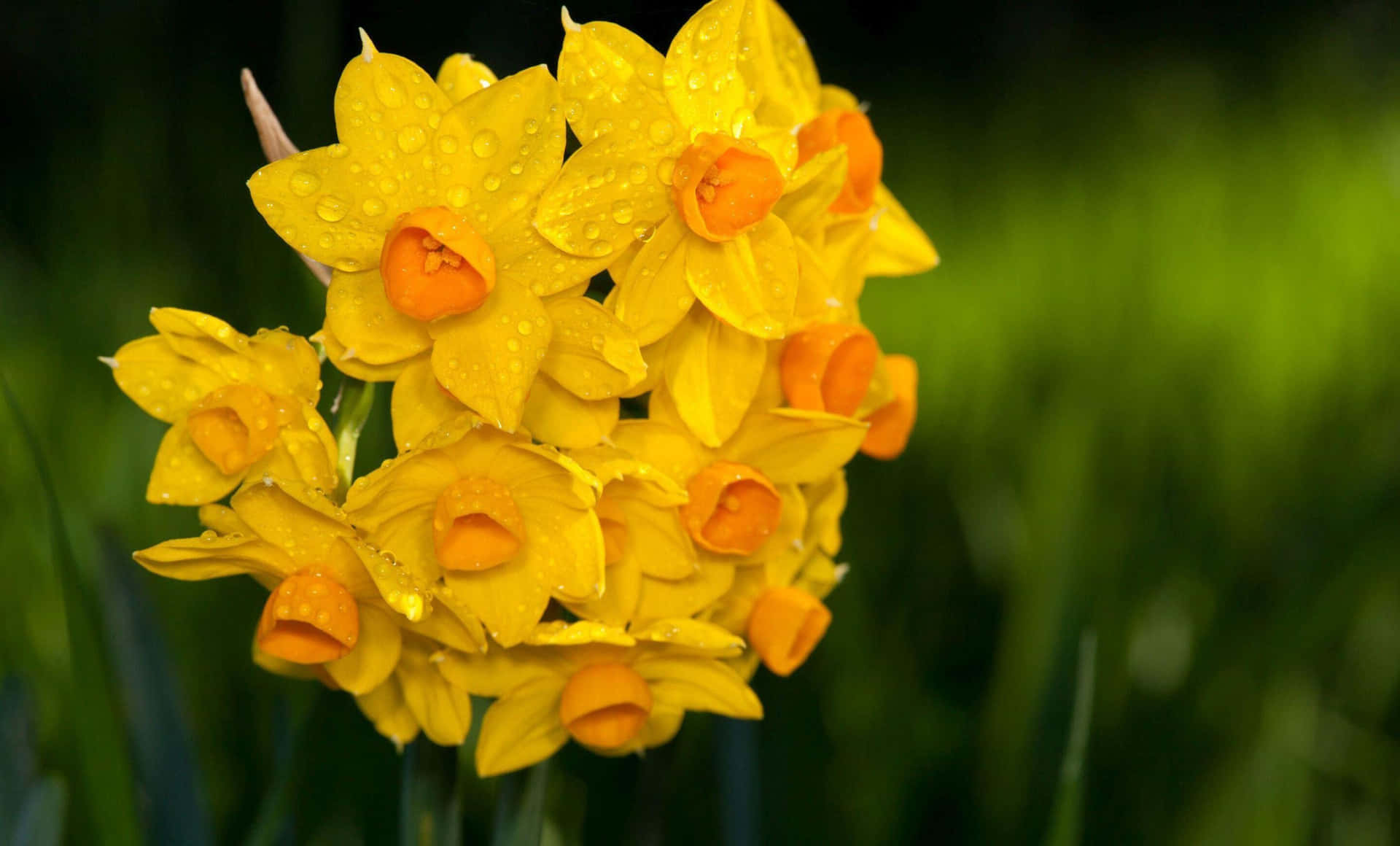 Vibrant Yellow Daffodils Blooming in Spring Wallpaper