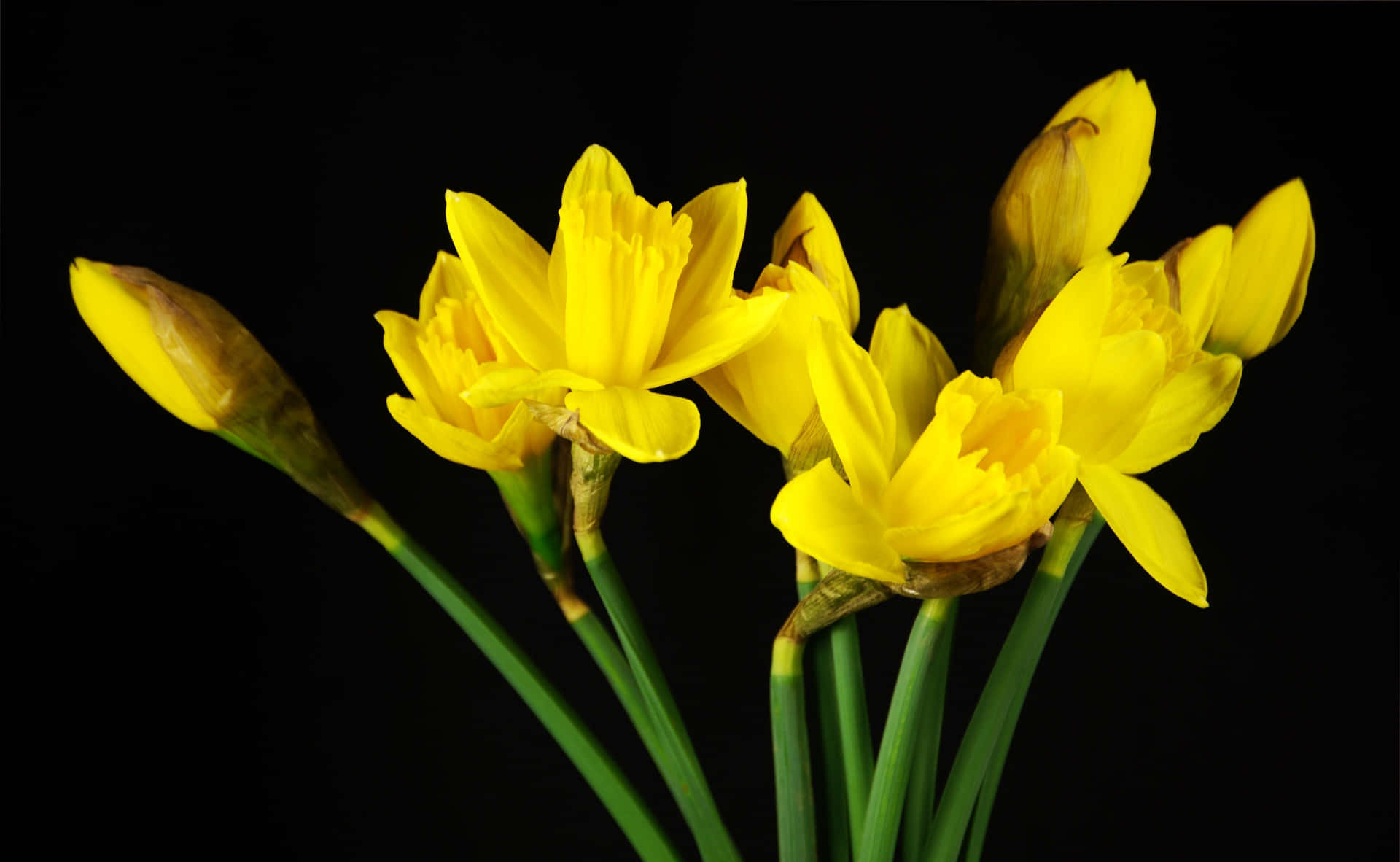 Vibrant Yellow Daffodils in Full Bloom Wallpaper