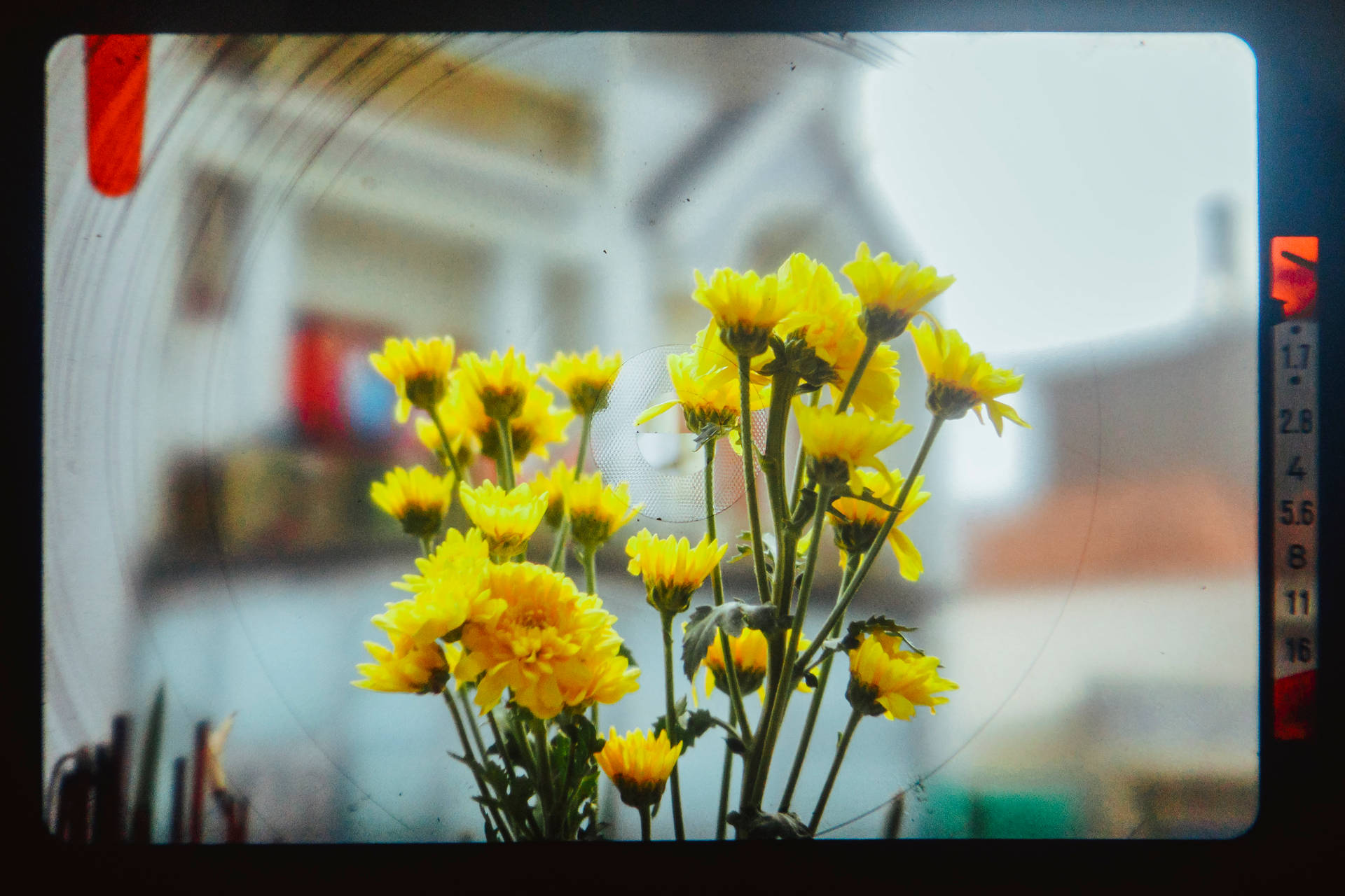 Yellow Daffodils Aesthetic Photography