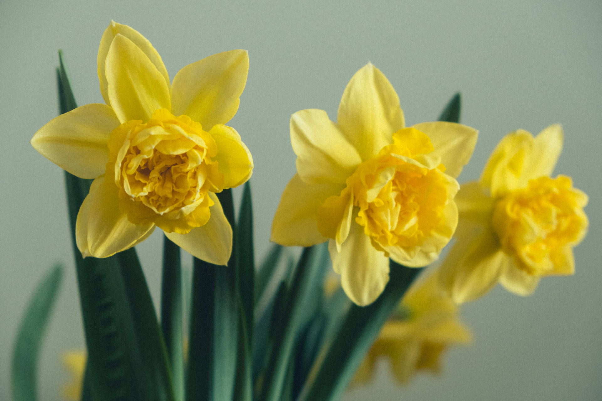 Yellow Daffodils Close Up Shot