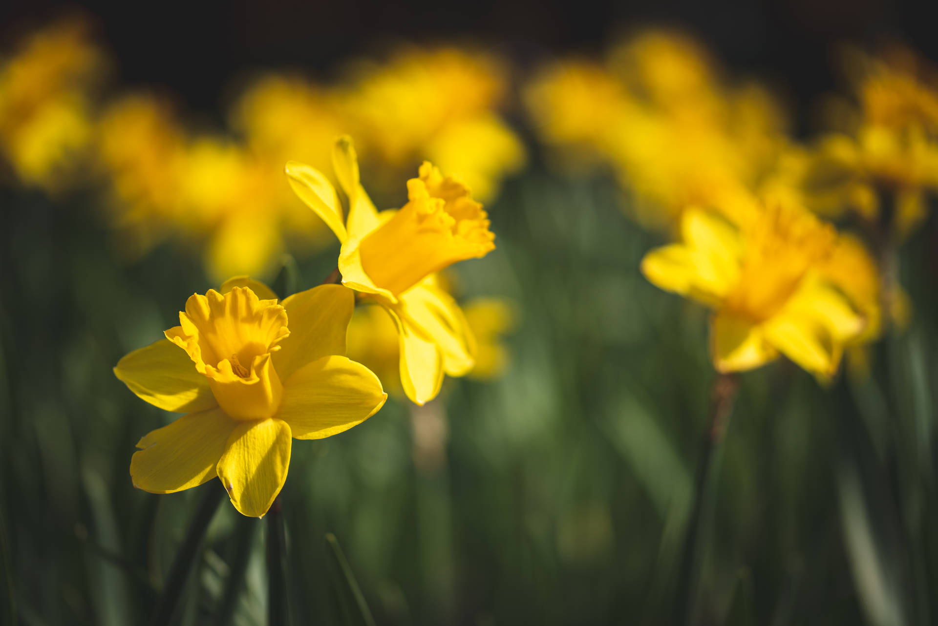 Yellow Daffodils During Daytime