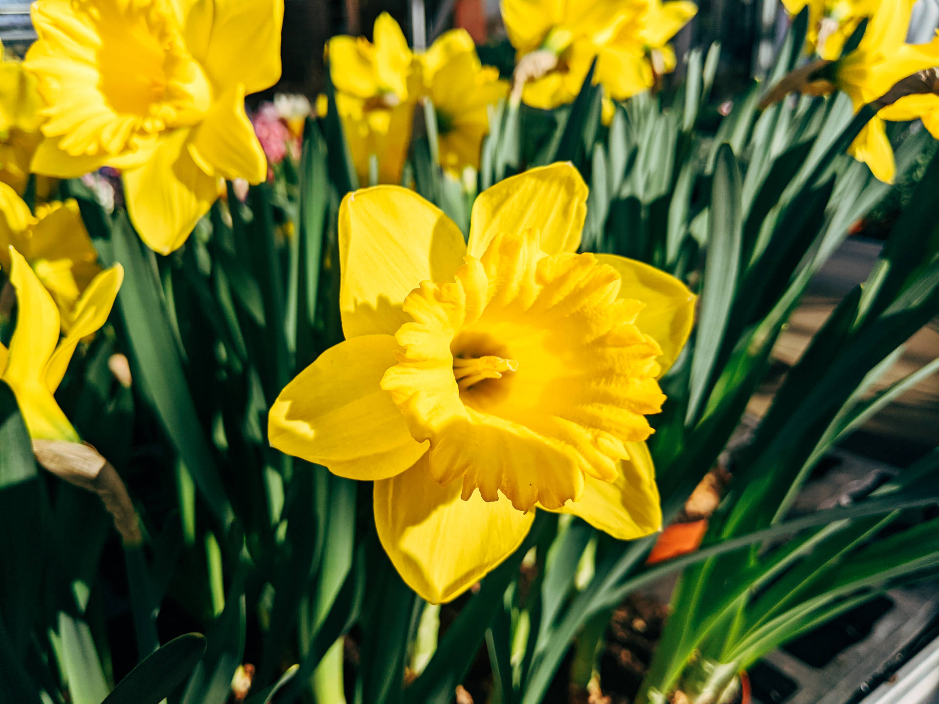Yellow Daffodils In Springtime