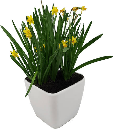 Yellow Daffodils White Planter PNG