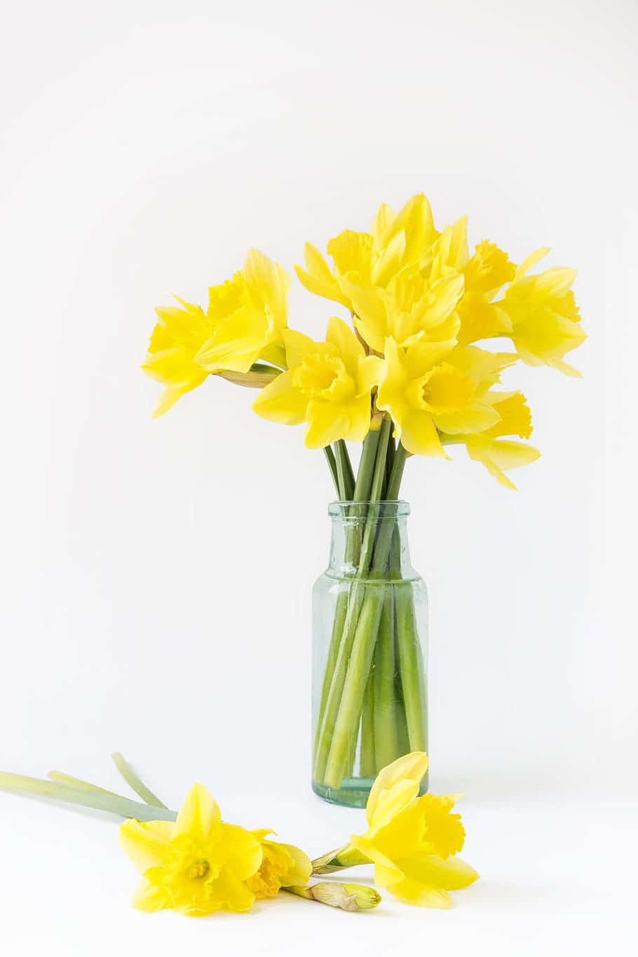 Yellow Daffodilsin Glass Vase Wallpaper