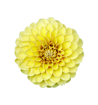Yellow Dahlia Black Background PNG