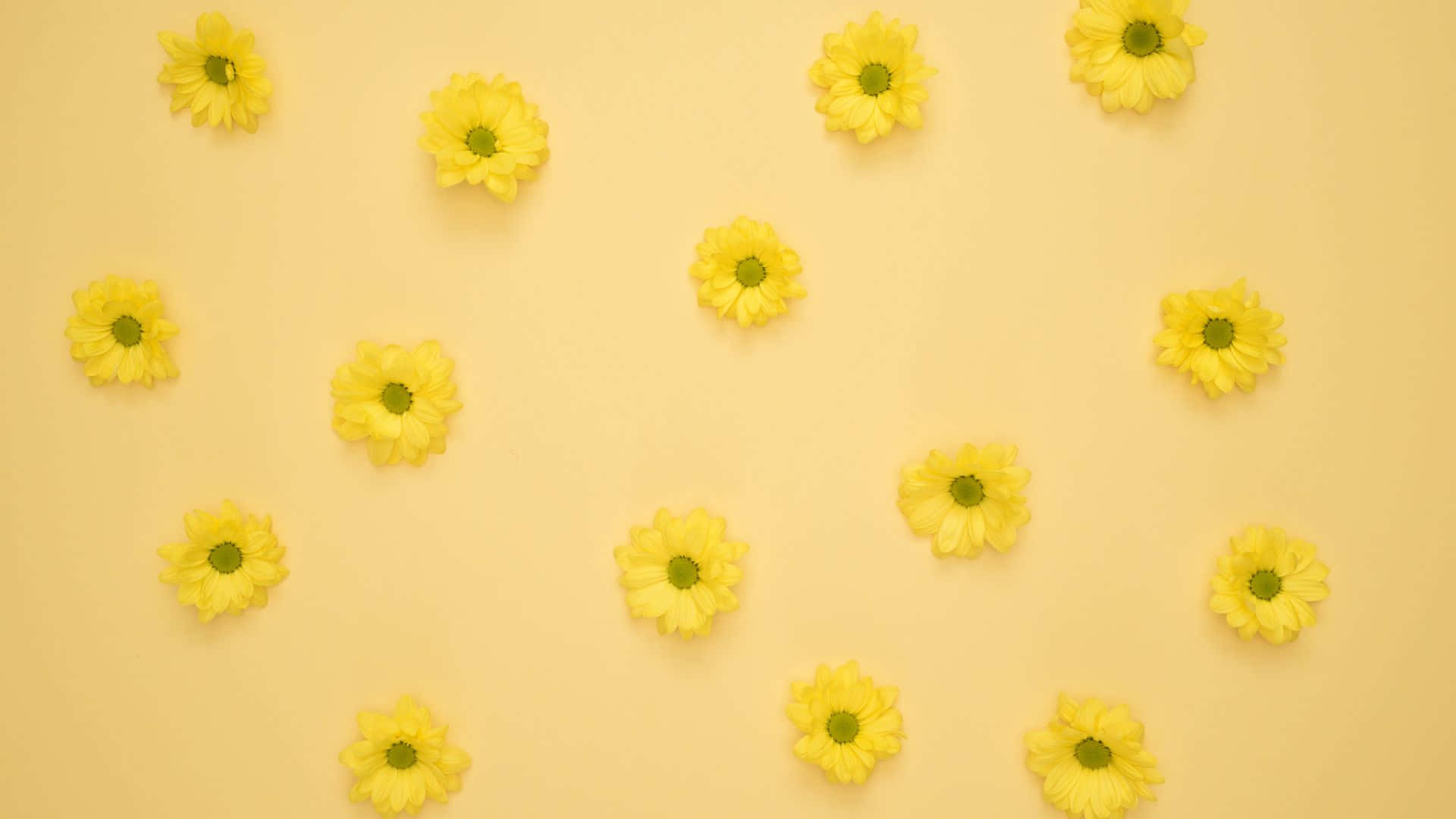 Yellow Daisy-1920x1080 Wallpaper Wallpaper