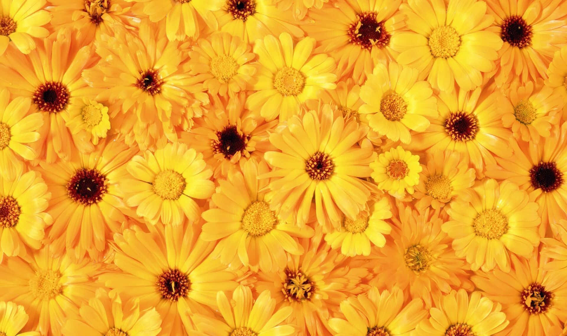 Vibrant Yellow Daisy in Full Bloom Wallpaper