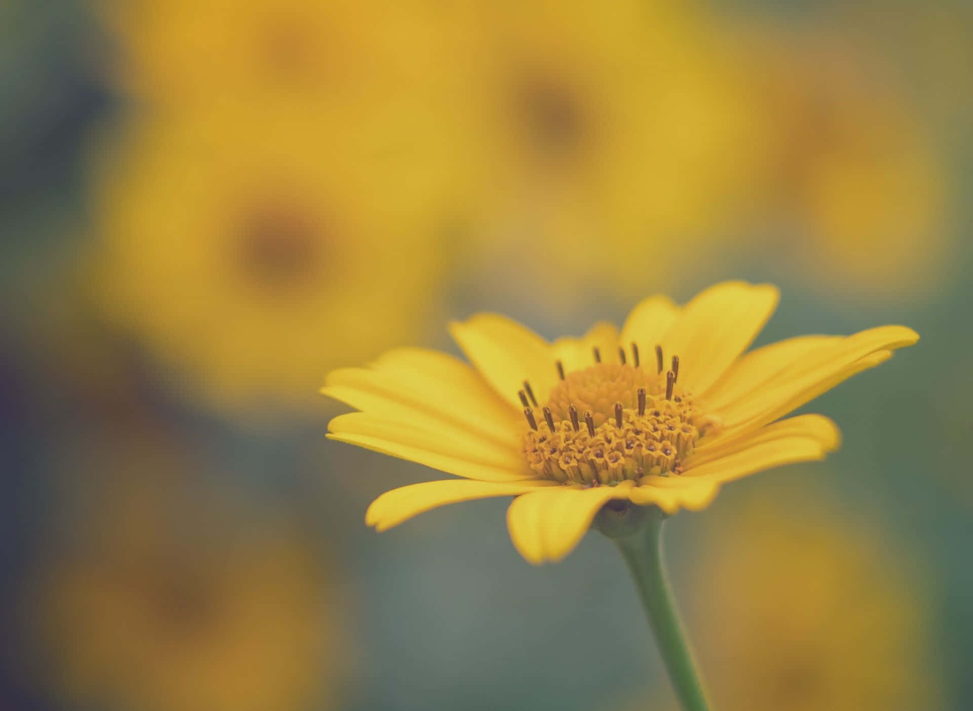 Captivating Yellow Daisy in Bloom Wallpaper