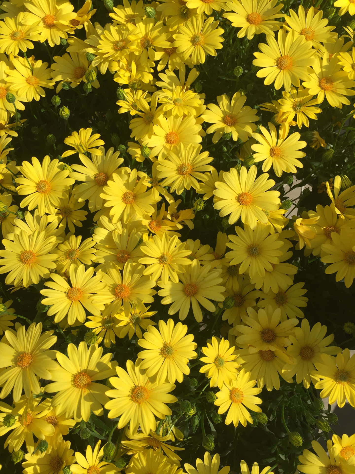 Caption: Vibrant Yellow Daisy Blossom Wallpaper