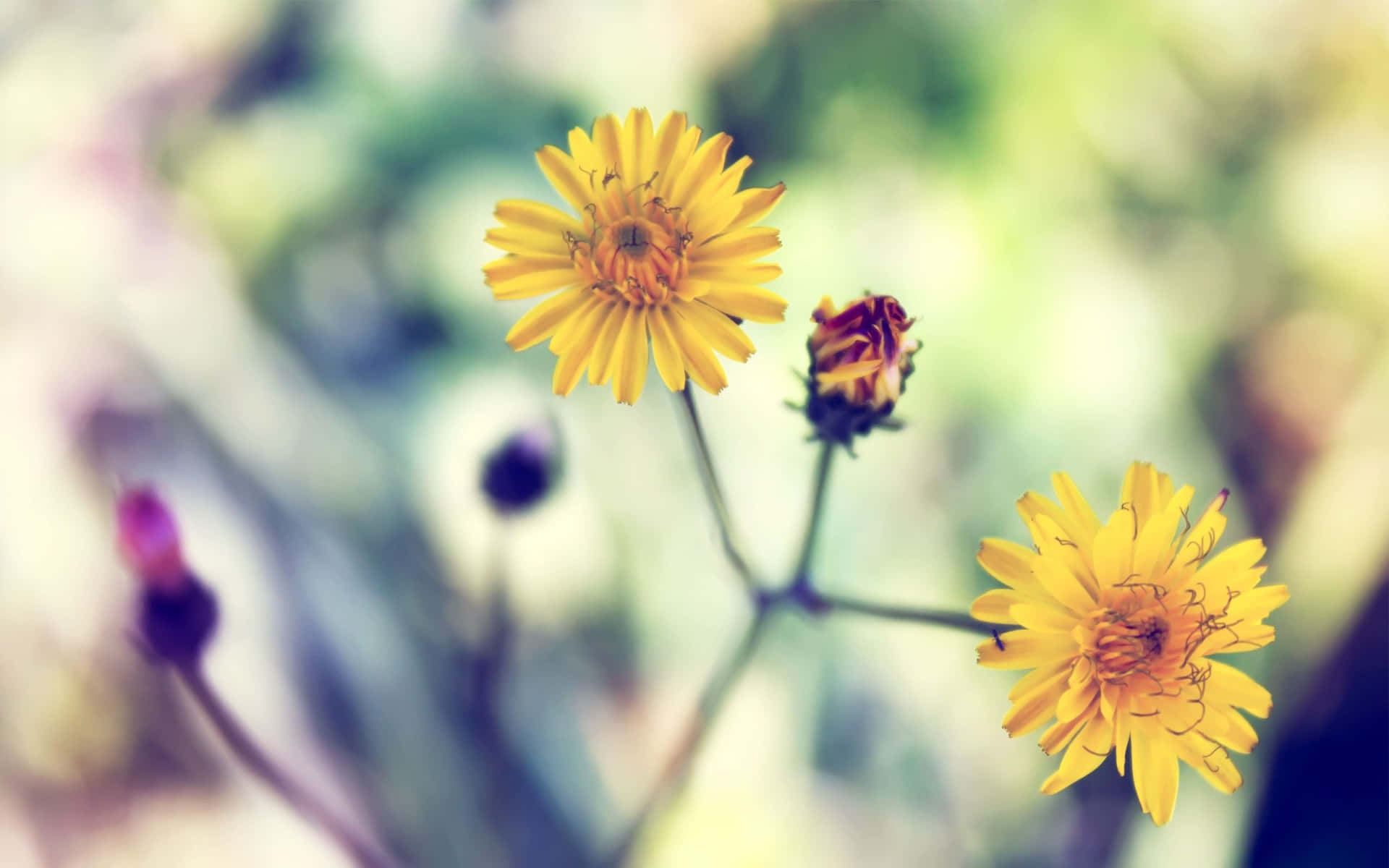 Vibrant Yellow Daisy in Full Bloom Wallpaper