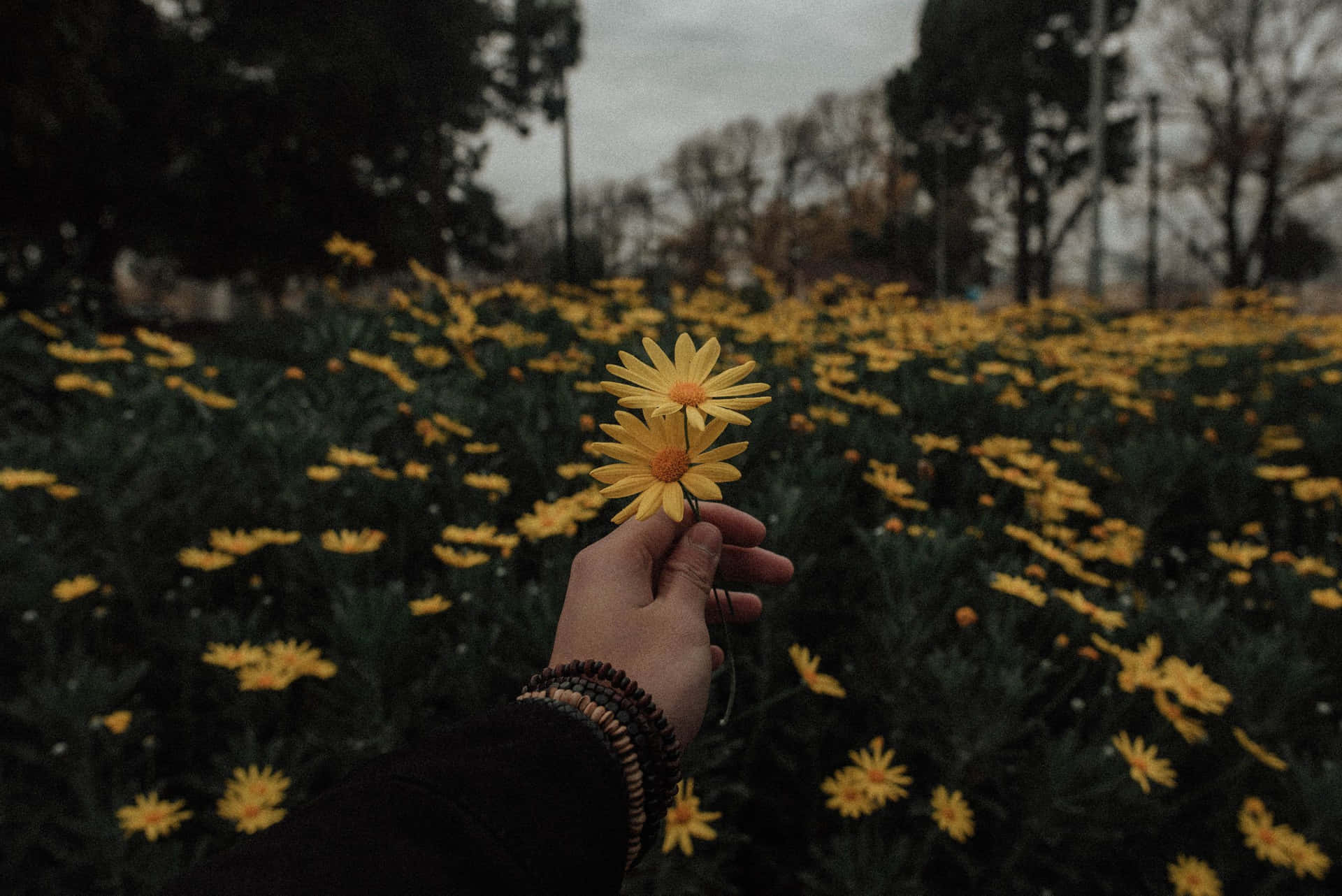 Daisy Kuning Cerah Dalam Mekar Penuh Wallpaper