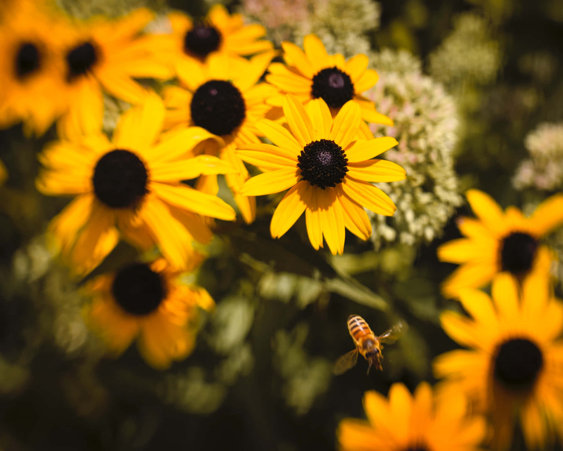 Stunning Yellow Daisy in Full Bloom Wallpaper