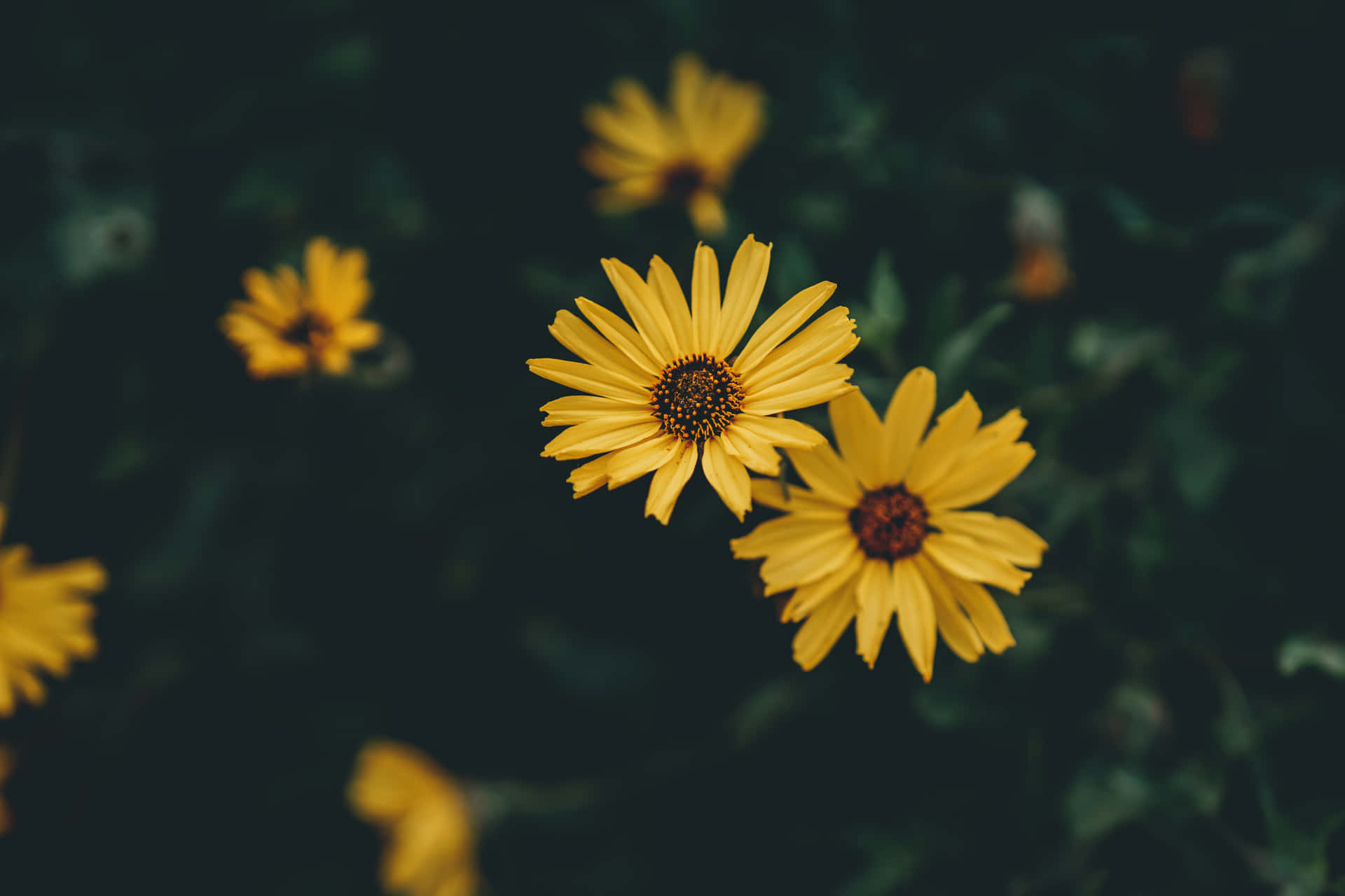 Download Vibrant Yellow Daisy in Full Bloom Wallpaper | Wallpapers.com