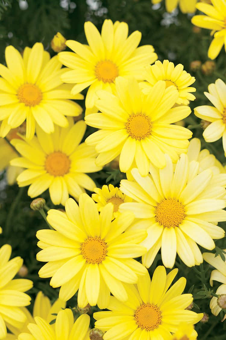 Vibrant Yellow Daisy in Bloom Wallpaper