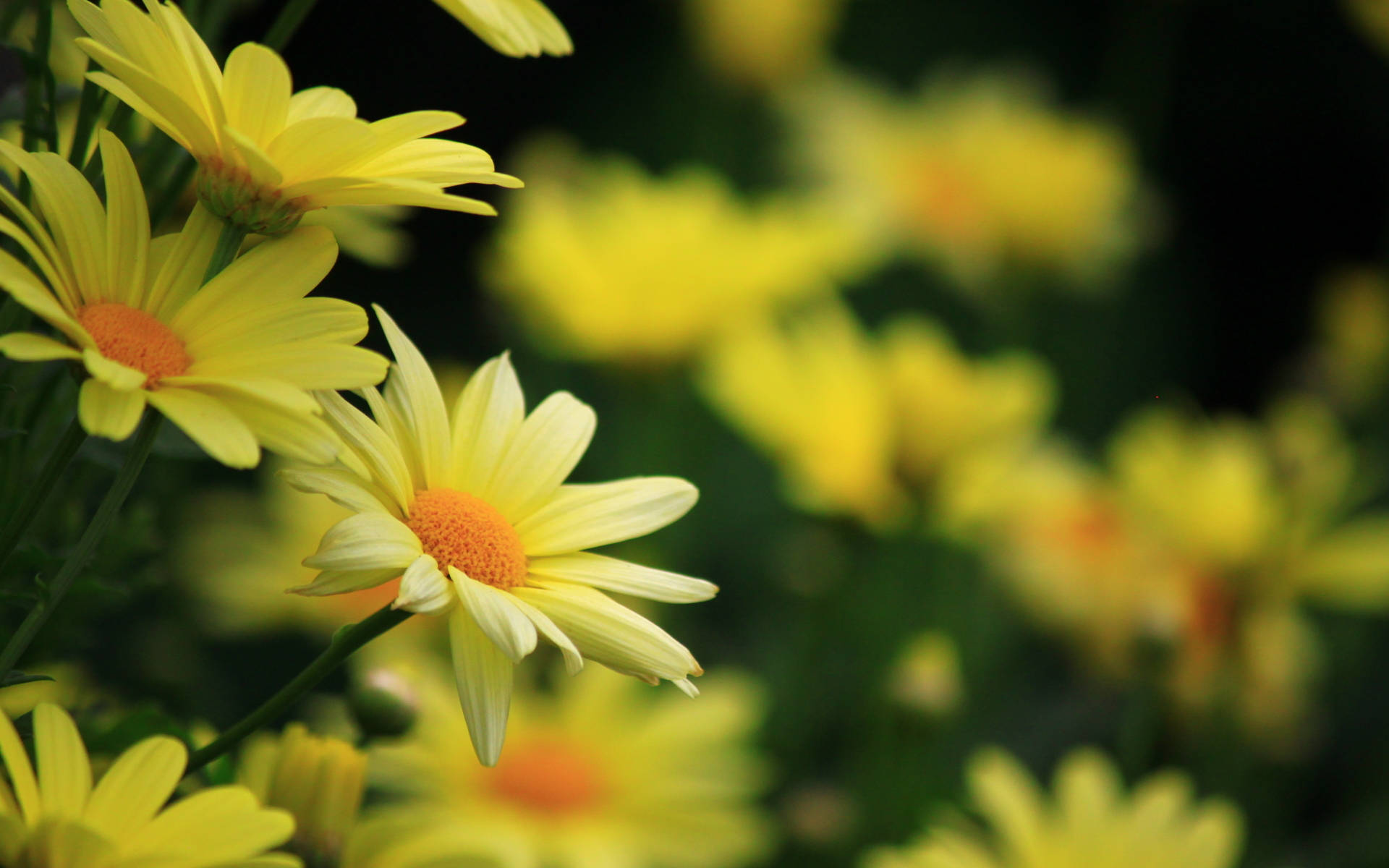 Yellow Daisy Flowers Wallpaper