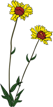 Yellow Daisy Illustration PNG