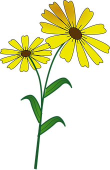 Yellow Daisy Illustration PNG