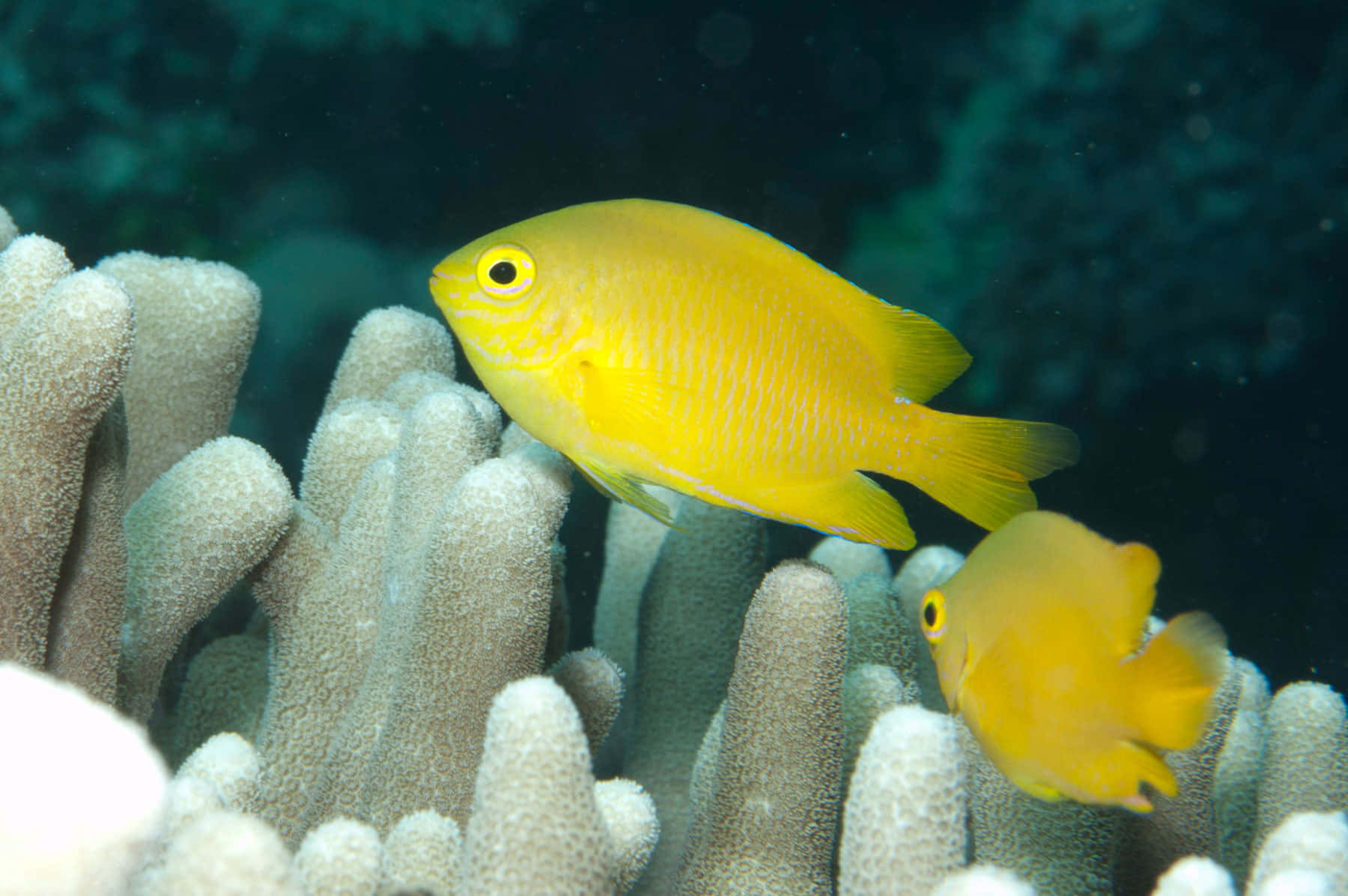 Yellow Damselfish Coral Reef Wallpaper