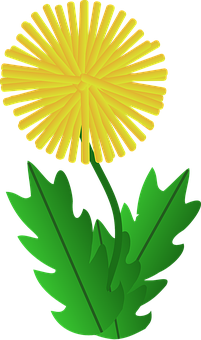 Yellow Dandelion Vector Illustration PNG