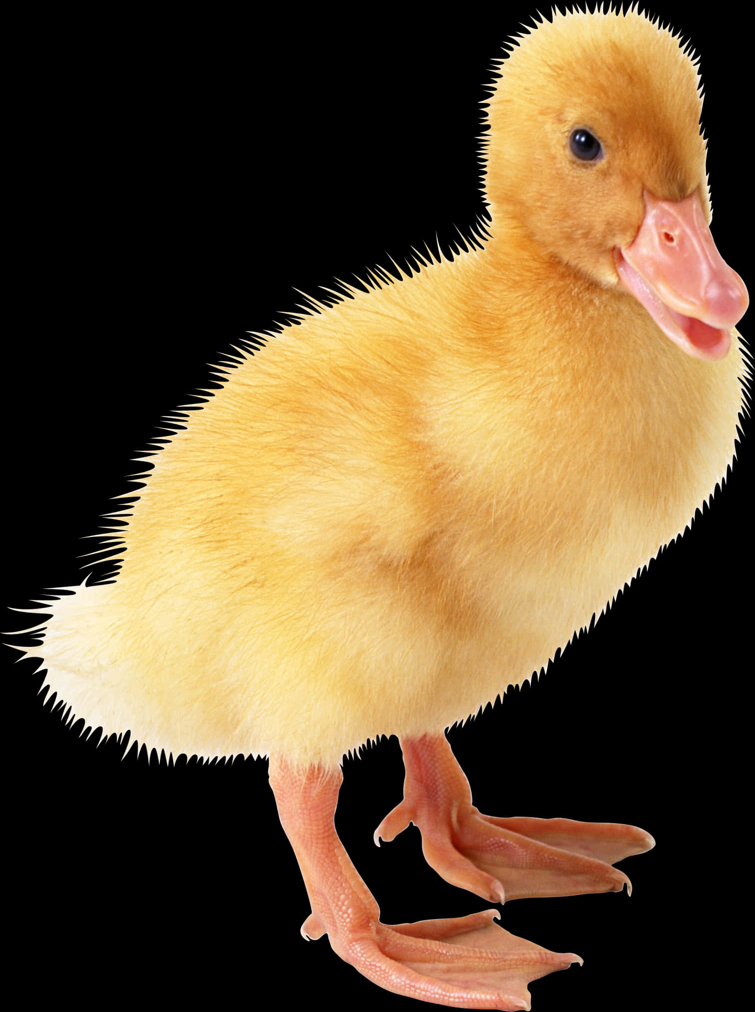 Yellow Duckling Black Background PNG