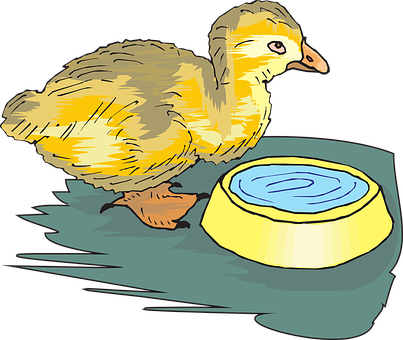 Yellow Duckling With Water Bowl PNG