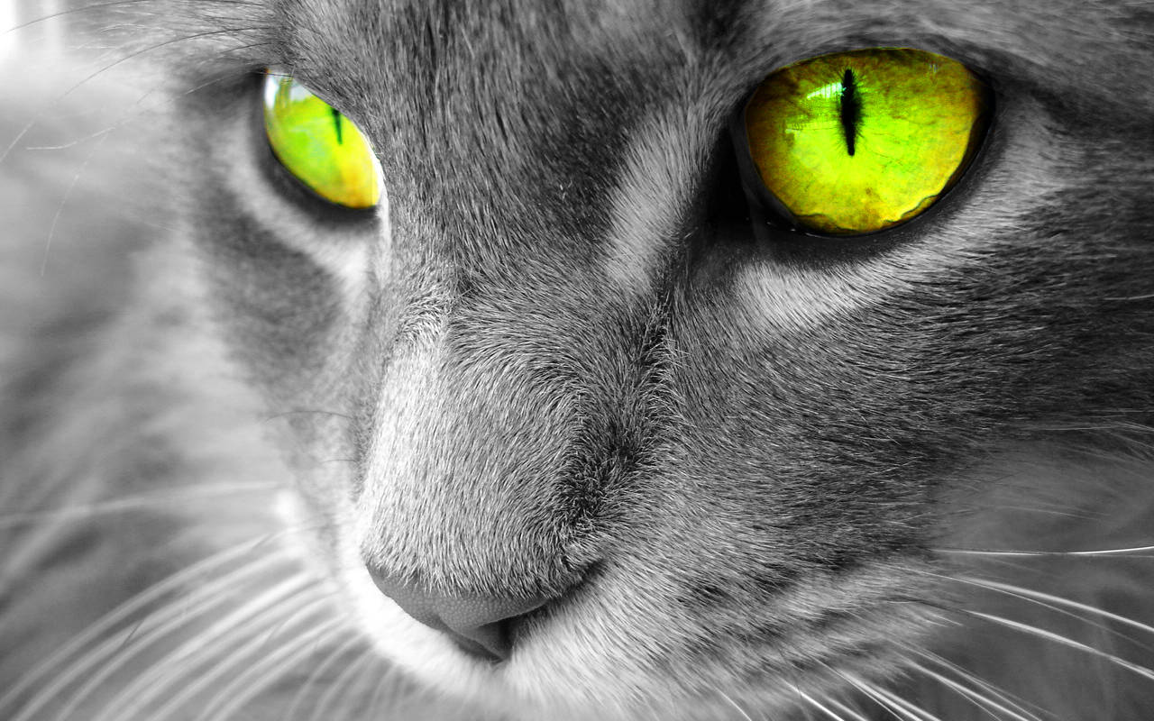 Yellow-eyed Beautiful Cat Background