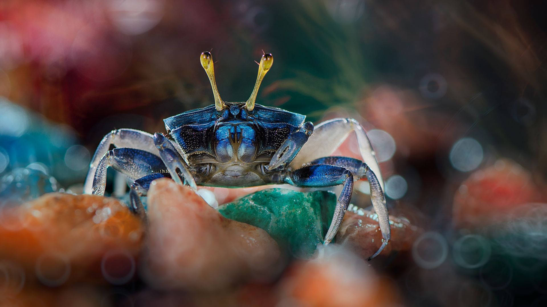 Yellow-eyed Blue Crab Wallpaper