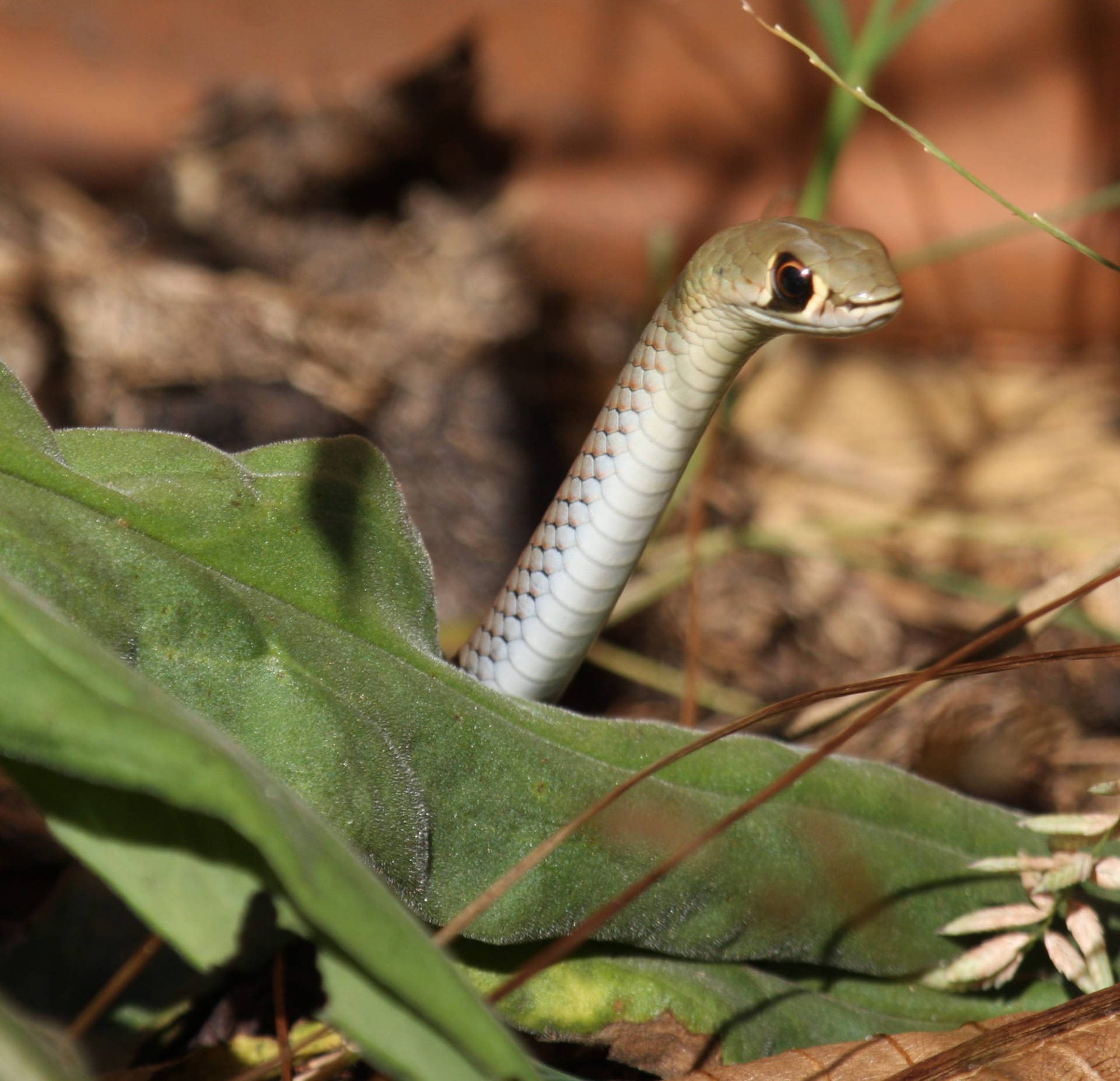A Vibrant Close-up of Yellow-faced Whipsnake in its Natural Environment Wallpaper