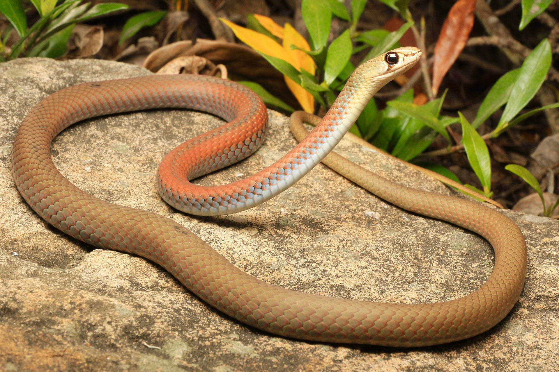 Yellow Faced Whipsnake Wild Photography Wallpaper